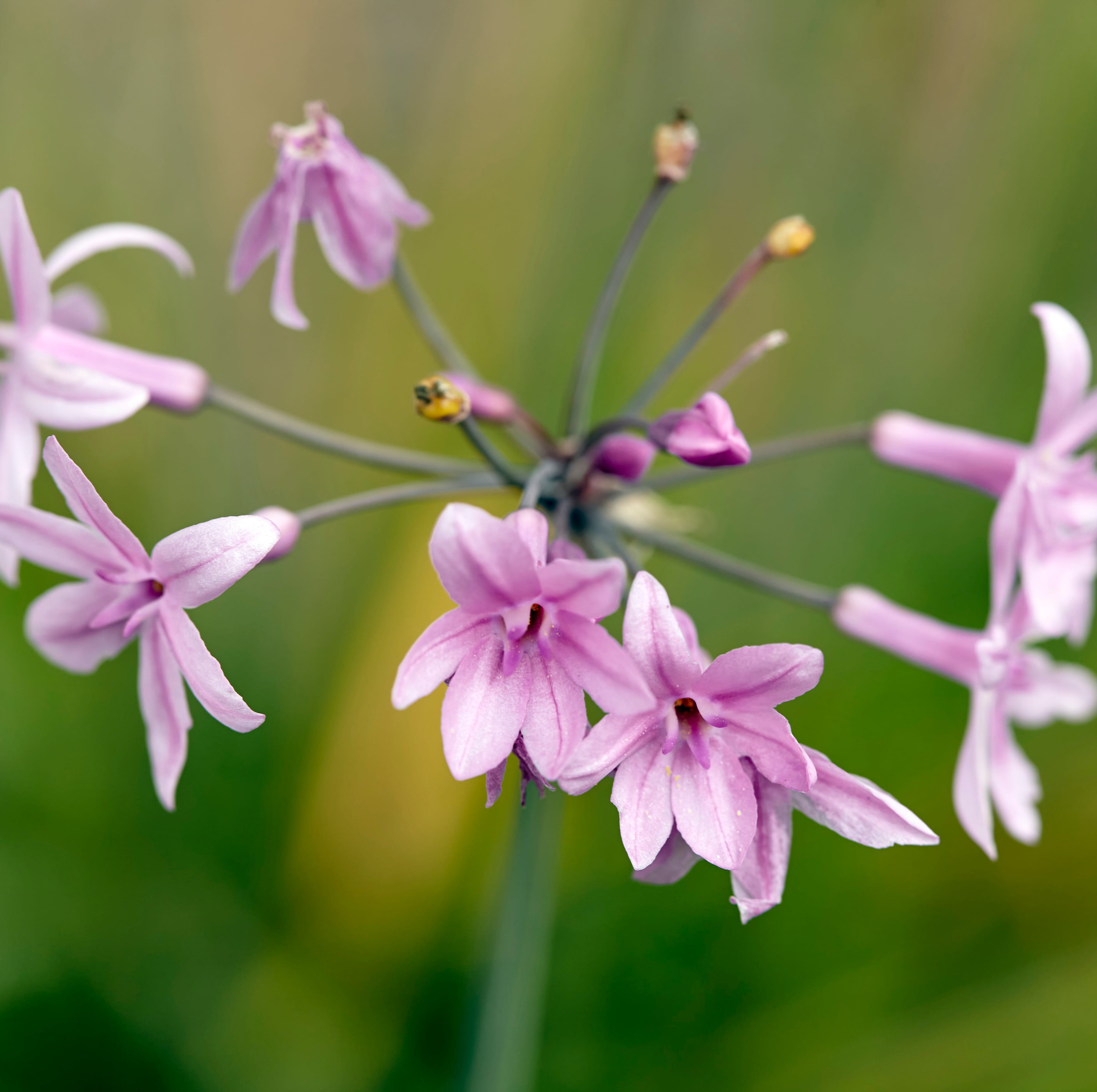 delicate purple blooms known as society garlic
