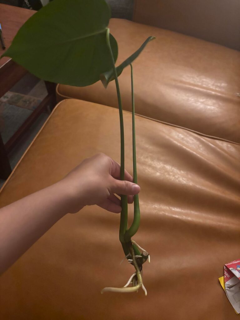 is my monstera ready to plant