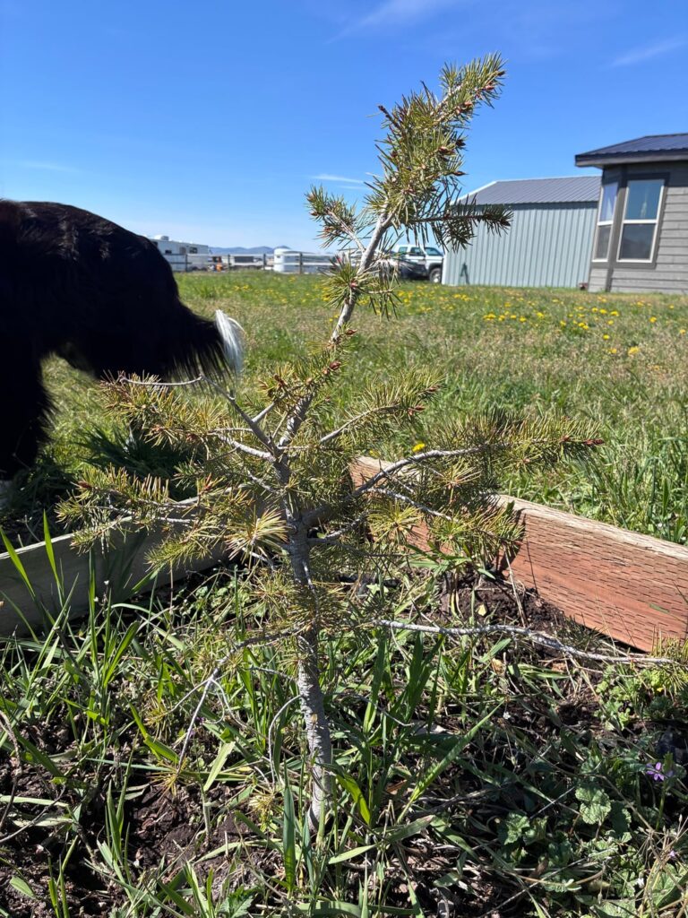 Should I worry about this Fir? Should I worry about this Fir?