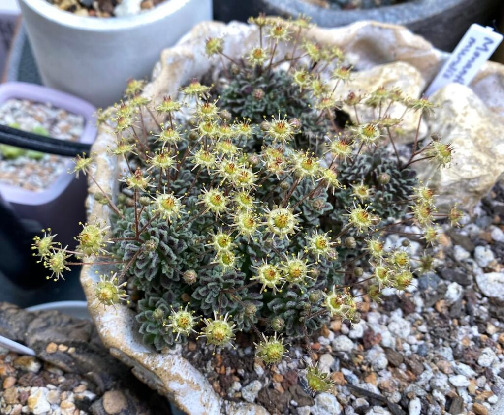 Dumbest possible flowers
