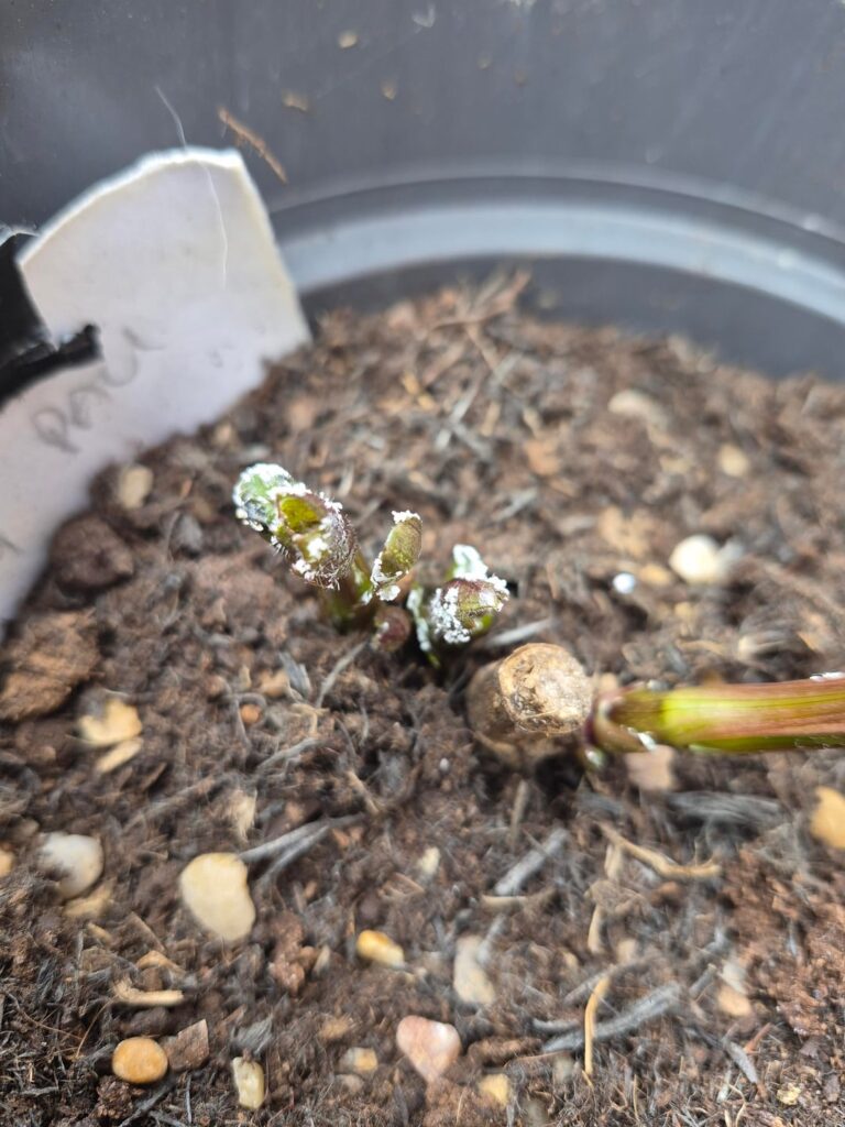 What's this white stuff growing on my shoots?
