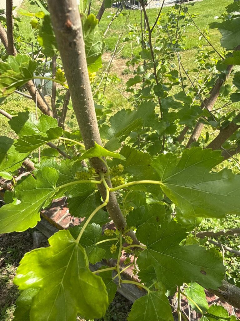 missouri usa what’s this plant?