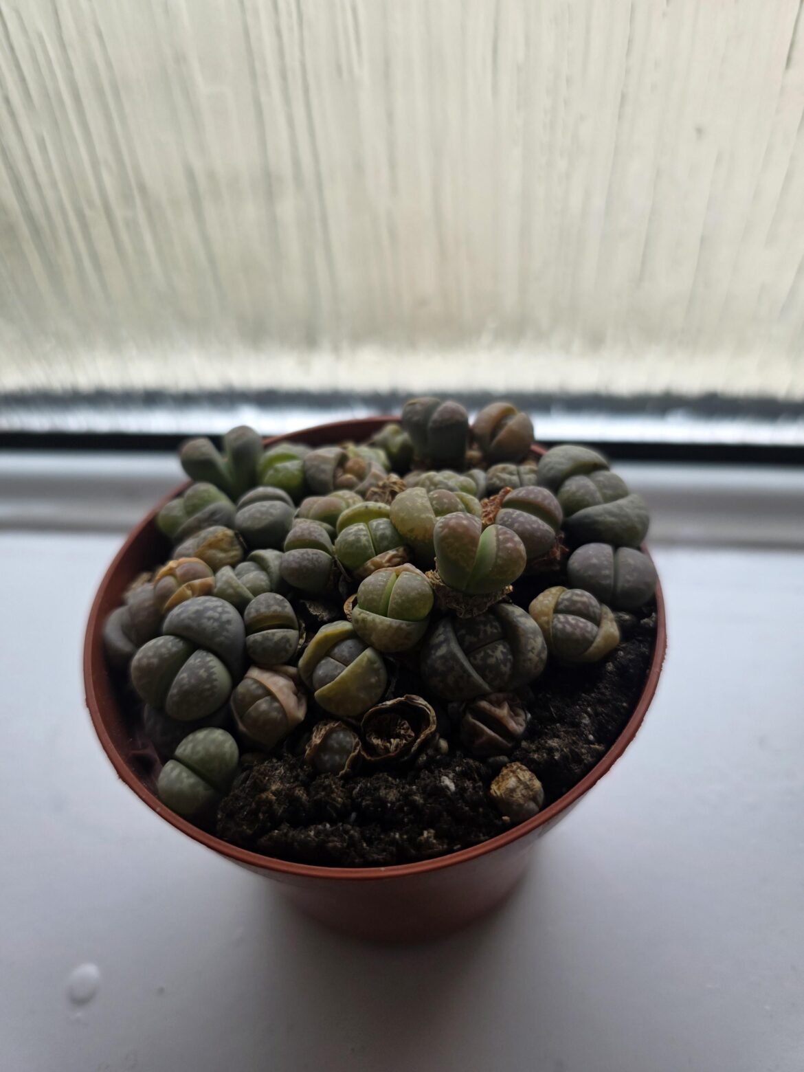 What to do about quarantine?