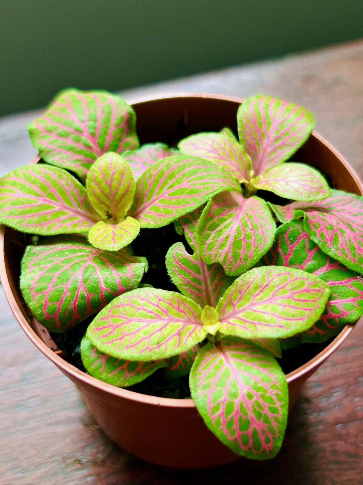 Fittonia albivenis ‘Ruby Lime’
