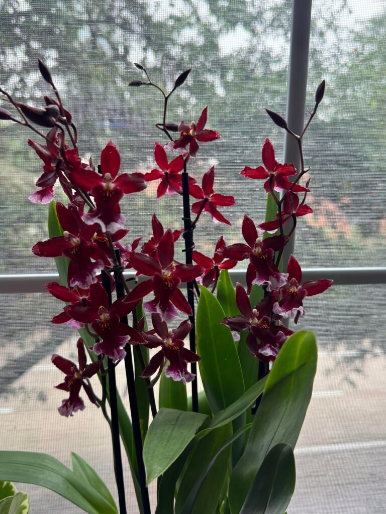 Grocery orchid gift Grocery orchid gift