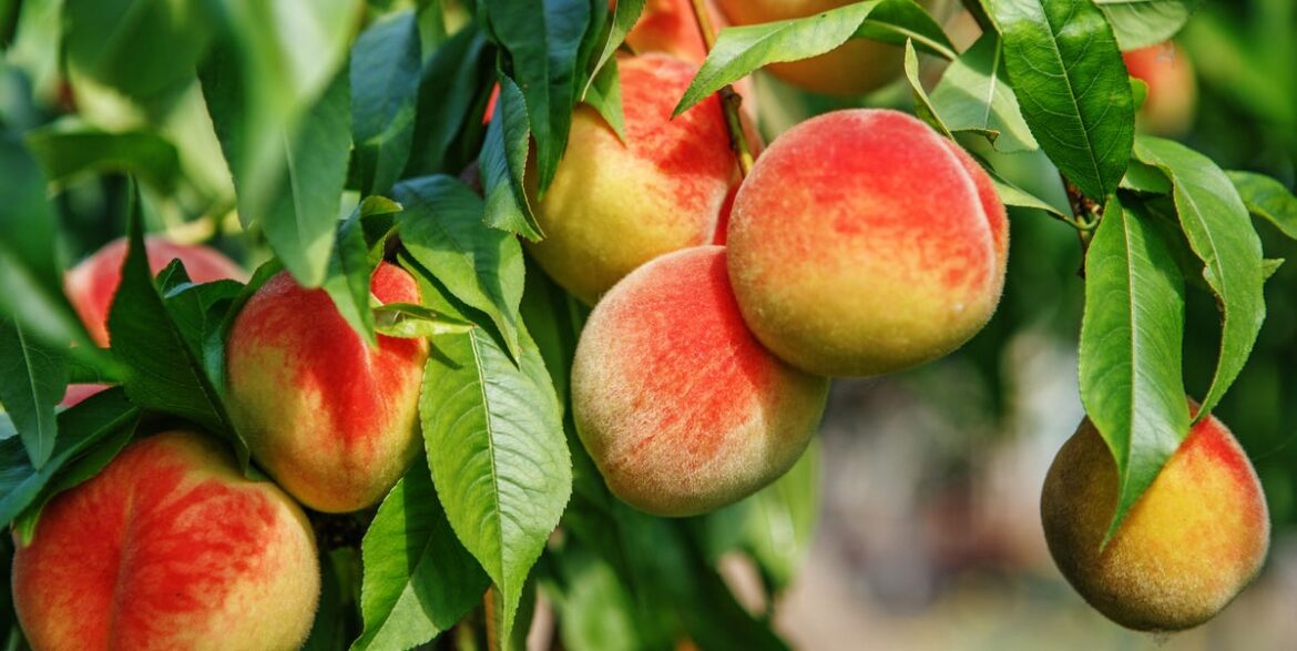 Fruit Trees That Grow Fast, According to Experts Fruit Trees That Grow Fast, According to Experts