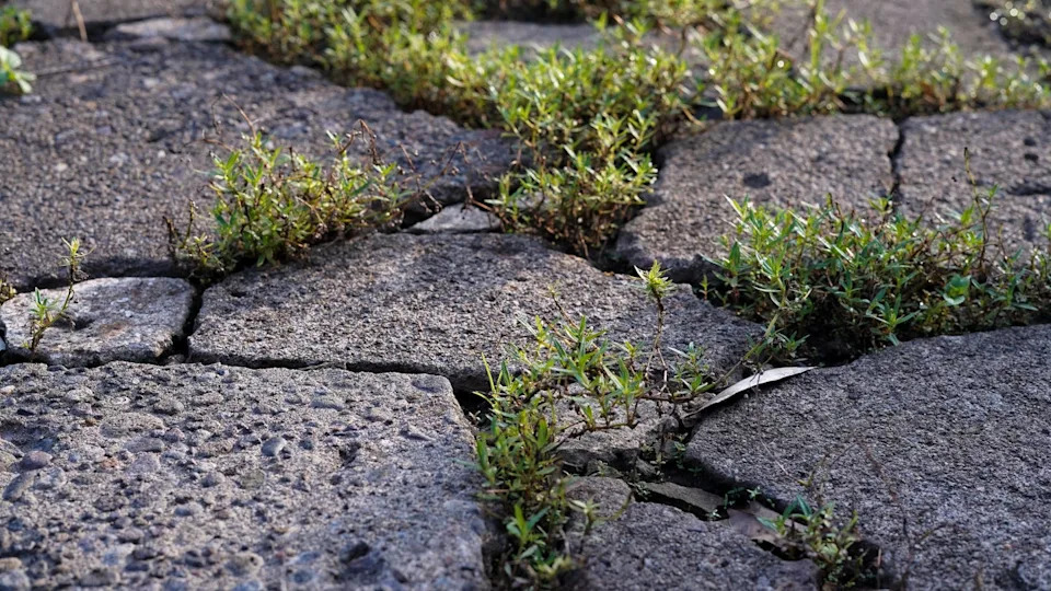 close up low angle view of vibrant green wild grass and weeds sprouting between weathered grey stone pavers on a pathway during sunrise.