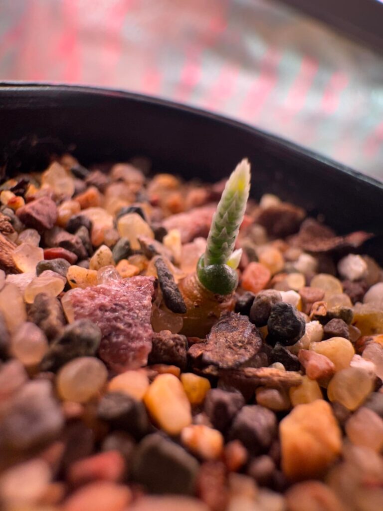 Avonia (6mo seedlings)