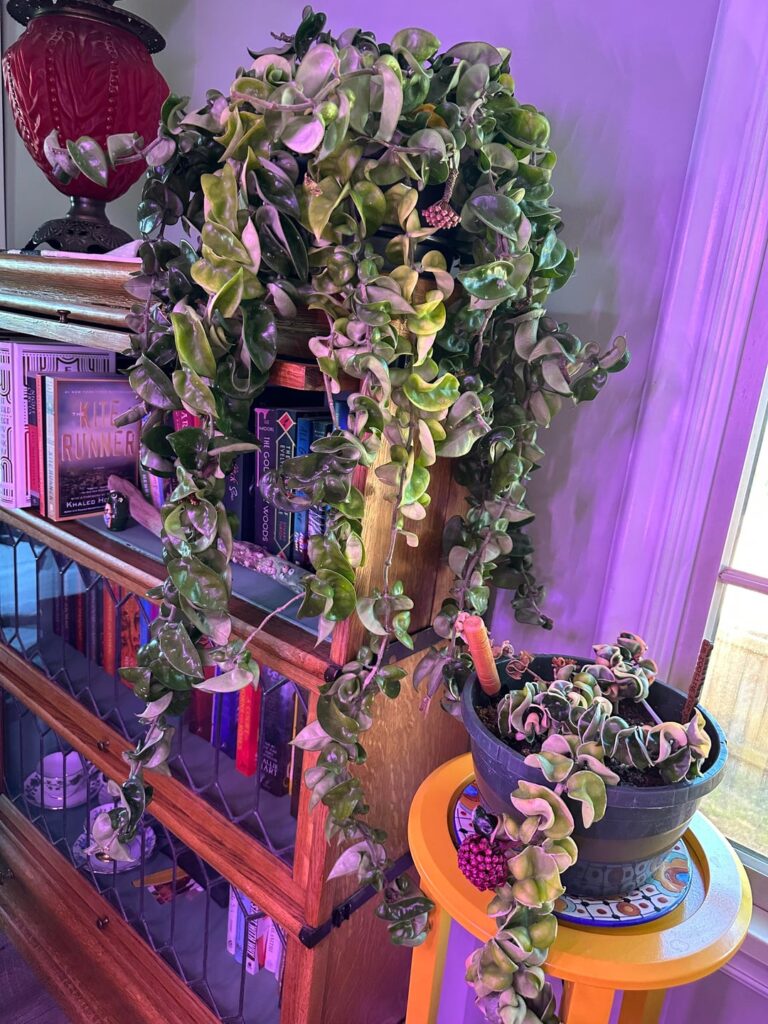 Blooms!