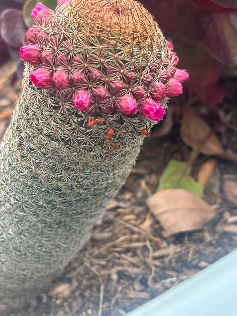What are these strange bugs on my cactus What are these strange bugs on my cactus