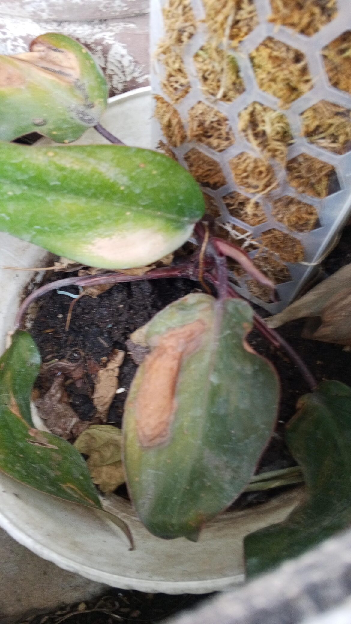 I bought this plant thinking is a black cardinal philodendron, is it?