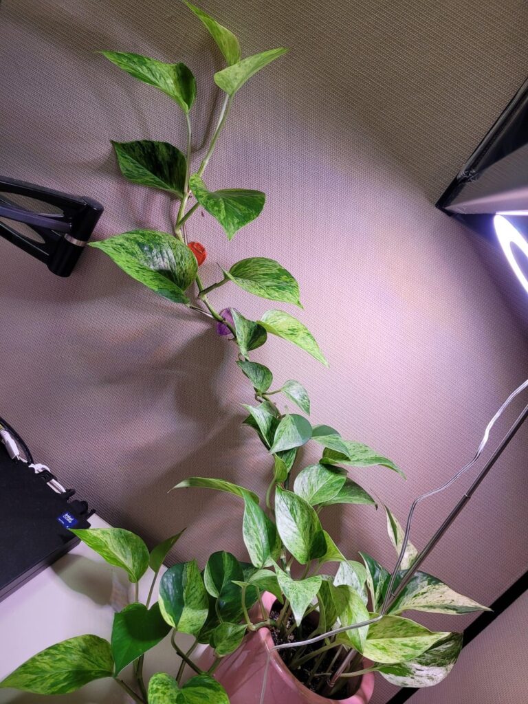 Got her a grow light and she took off 🪴