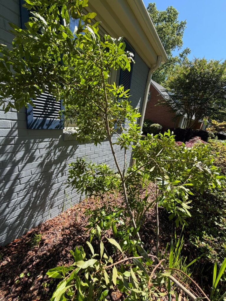 Is this a wax myrtle?