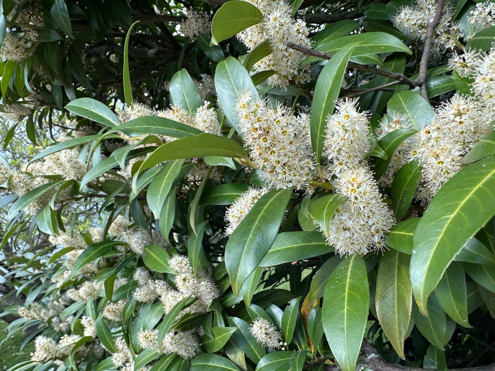 a large cherry laurel bush with dense glossy green leaves, perfect for garden decoration