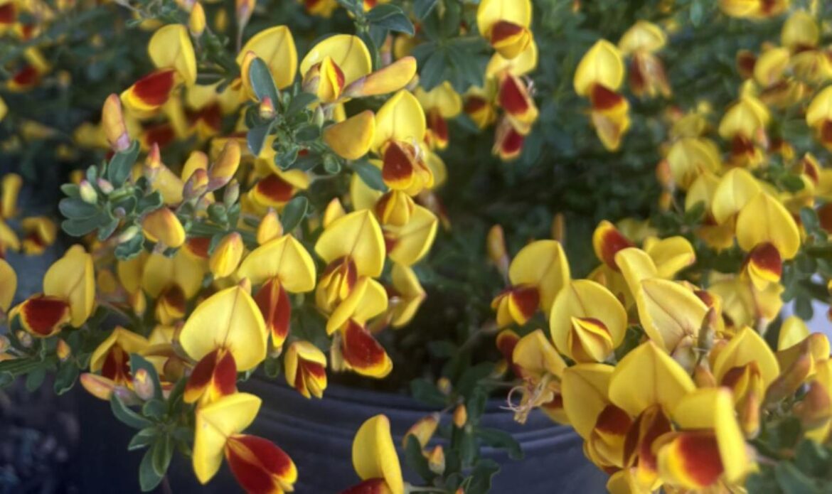 Pretty patio shrubs sold at garden center turned out to be toxic wildfire fuel Pretty patio shrubs sold at garden center turned out to be toxic wildfire fuel