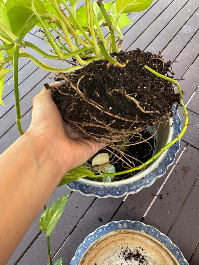 Is it time for a repot?