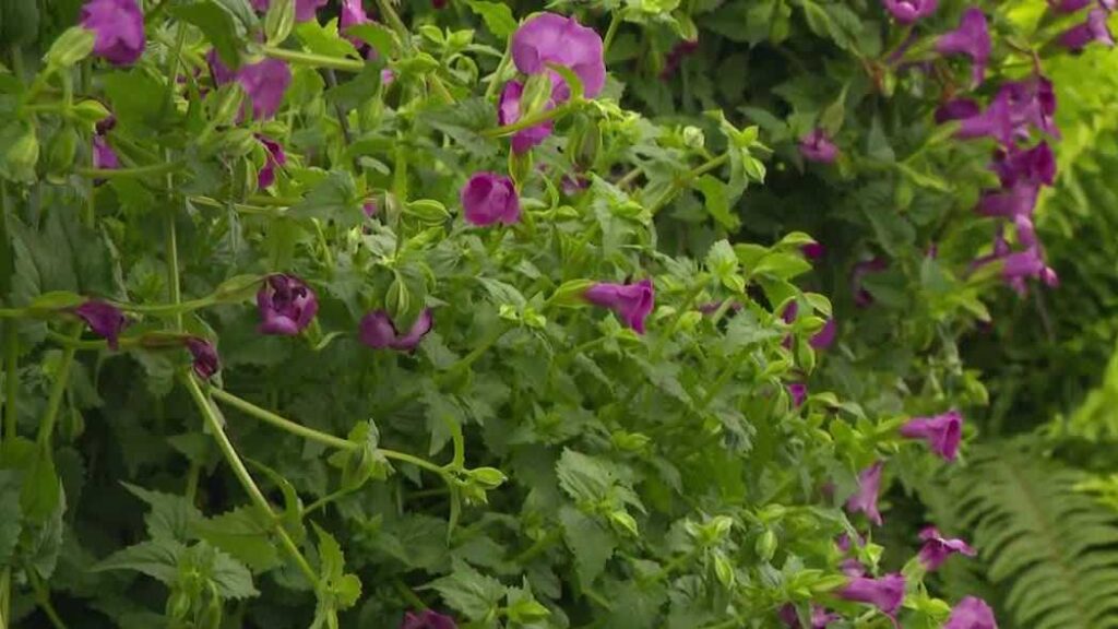 Iowa lawn-watering restrictions impact gardeners