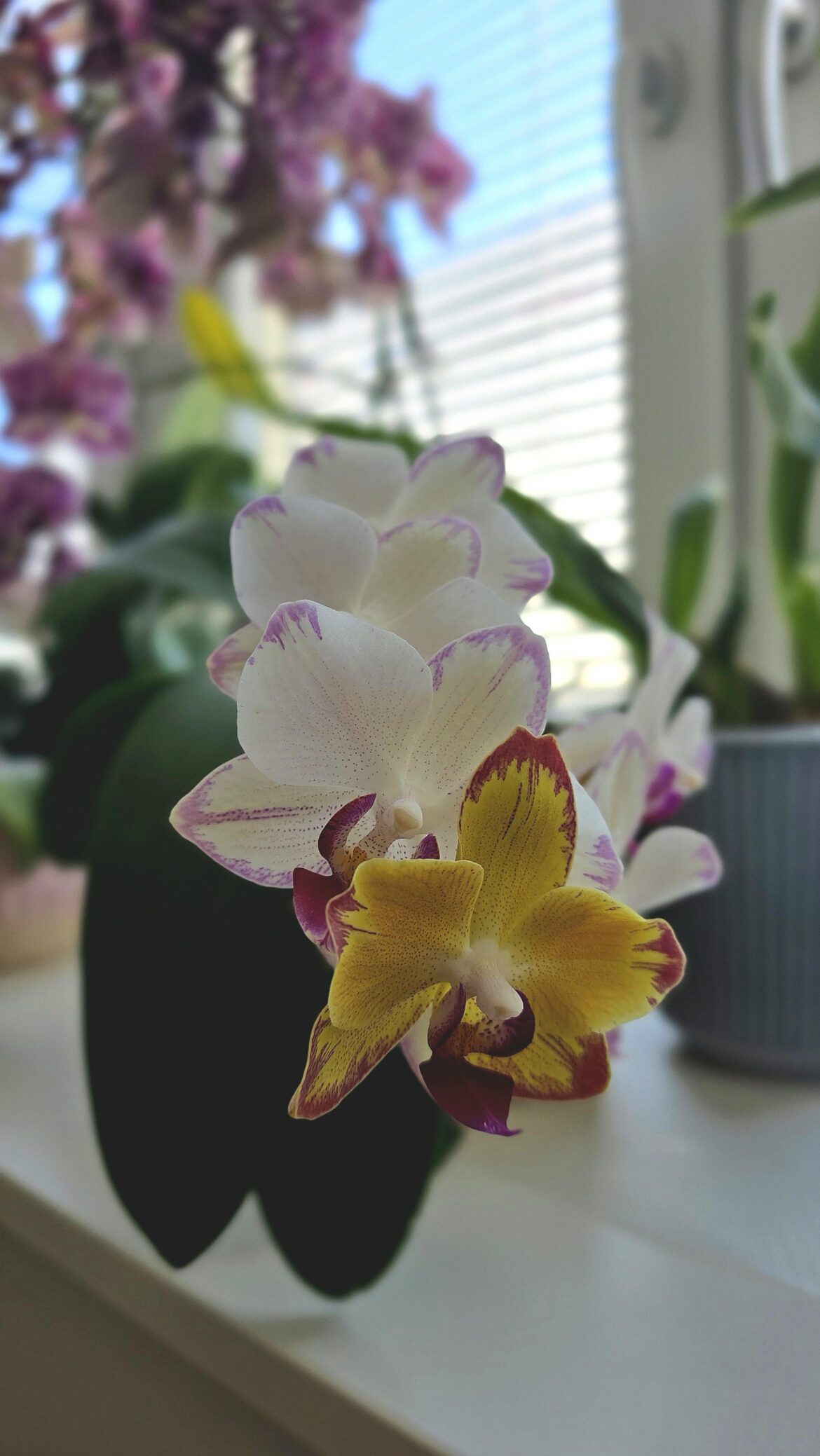 New vs old flower (color changing)