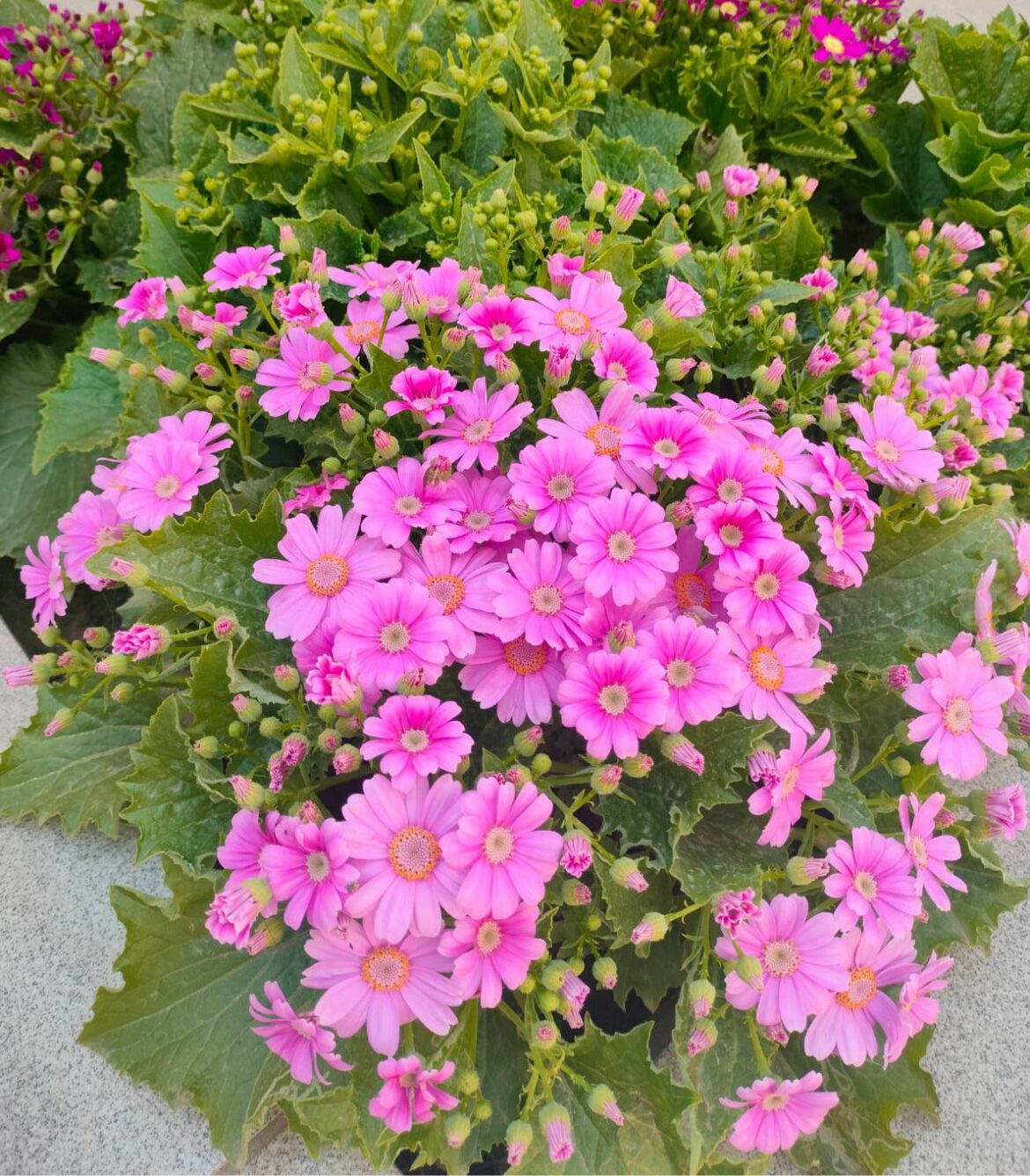 Pink Cineraria 🌸