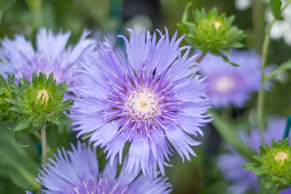 Stokesia Laevis 'Mel's Blue' Flower Stokesia Laevis 'Mel's Blue' Flower