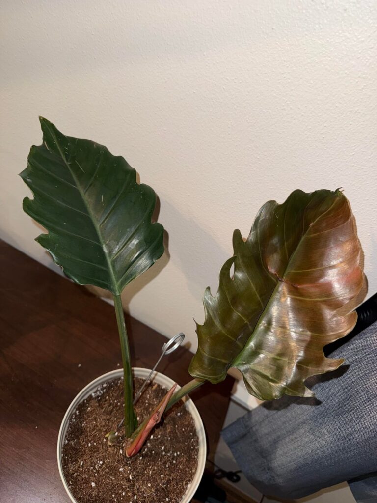 What is this?