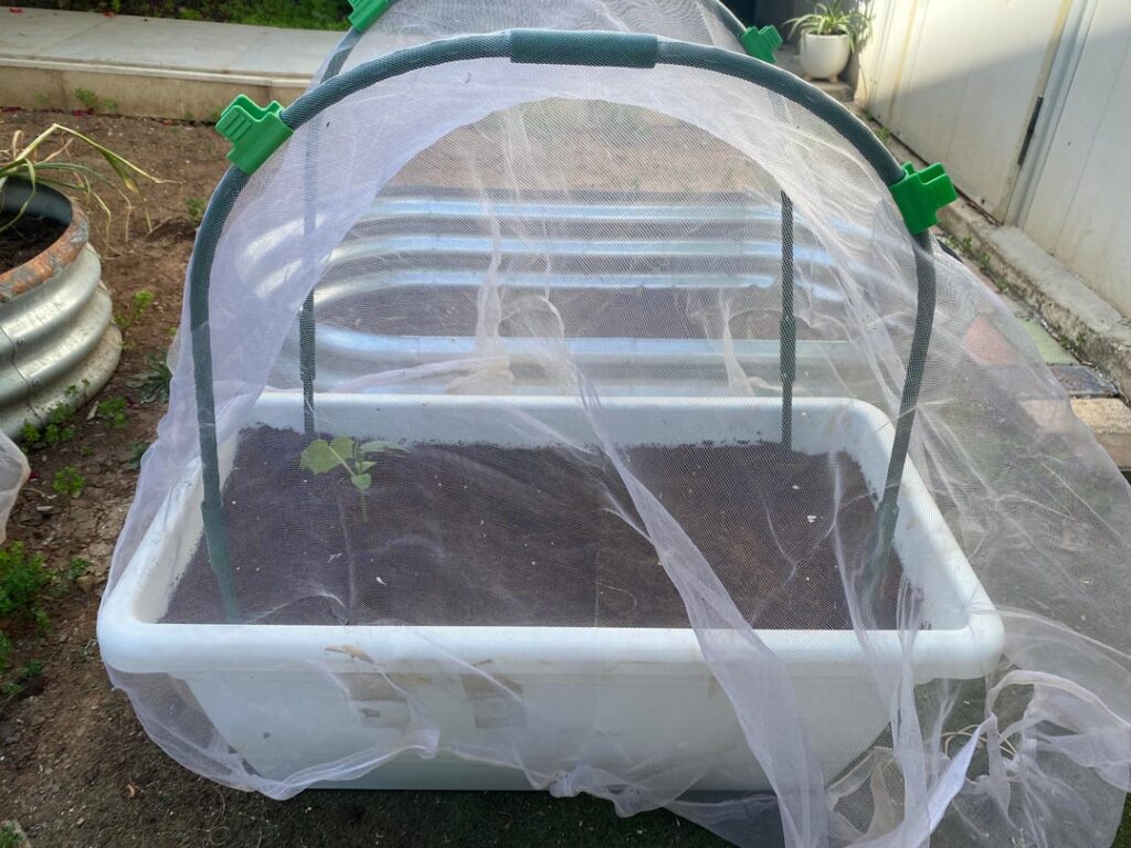 Cucumber planting and garlic harvest