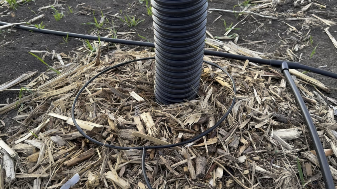 Getting the drip irrigation up and running for our new orchard.