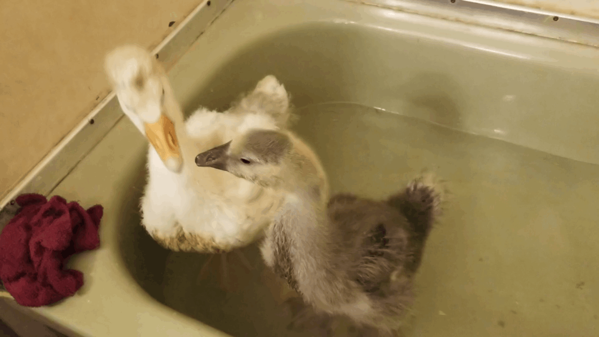 Lemongrab and Tooey were immensely well behaved their first joint bath, especially for goslings.