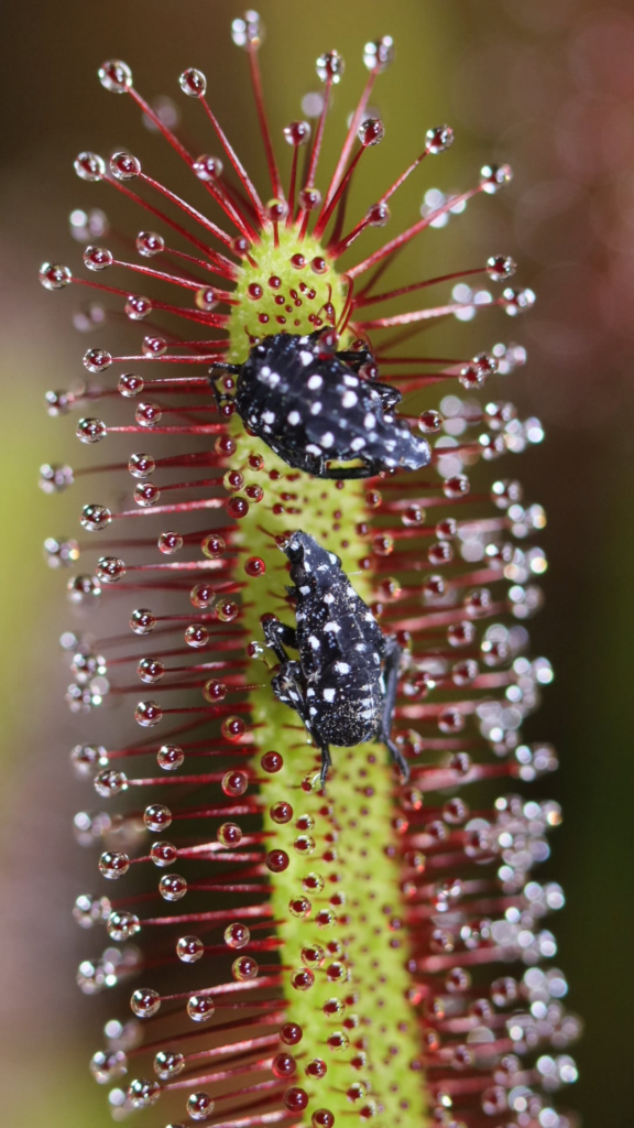 Spotted Lanternfly Nymphs vs. Cape Sundew