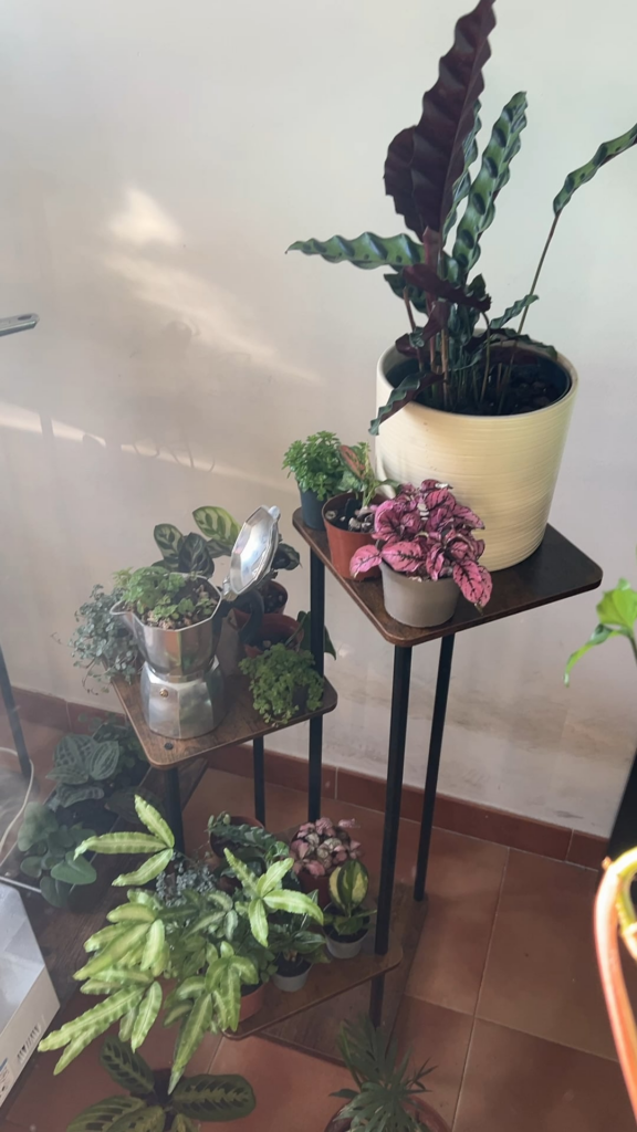 Some of my plants