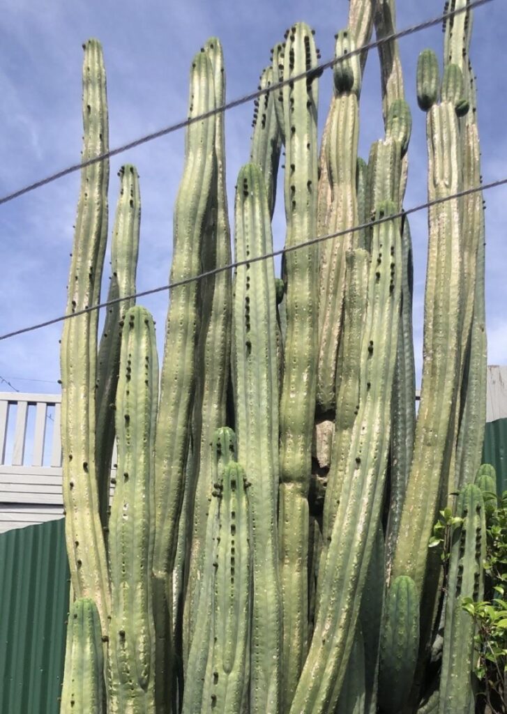What type of cacti is this?