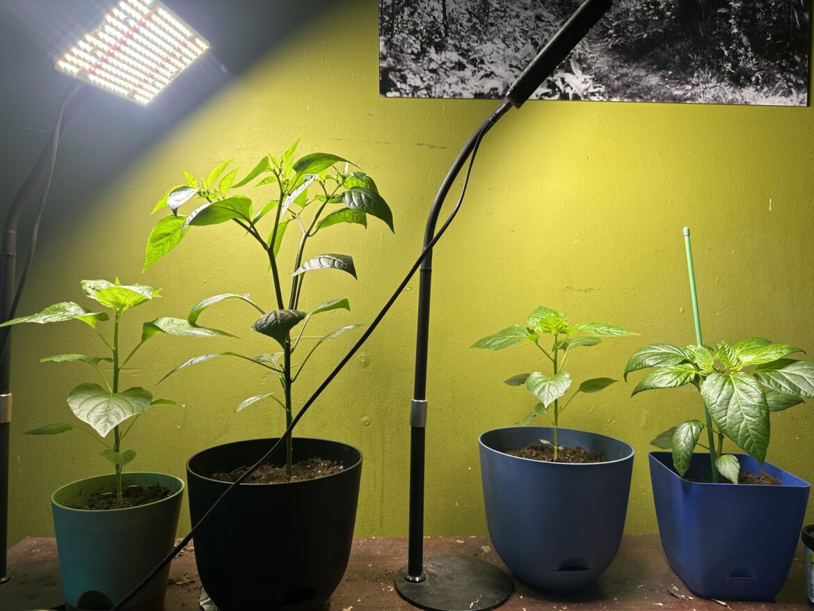 Indoor peppers