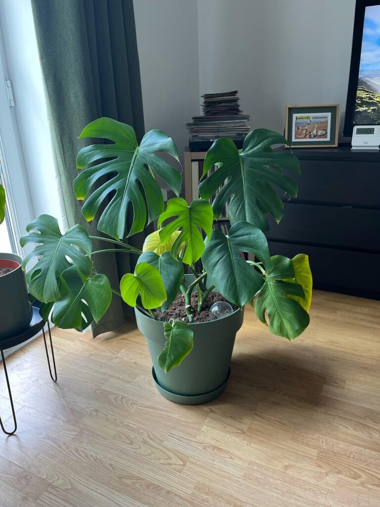 Yellowing leaves with brown edges after repotting disaster – is my monstera doomed? Yellowing leaves with brown edges after repotting disaster - is my monstera doomed?