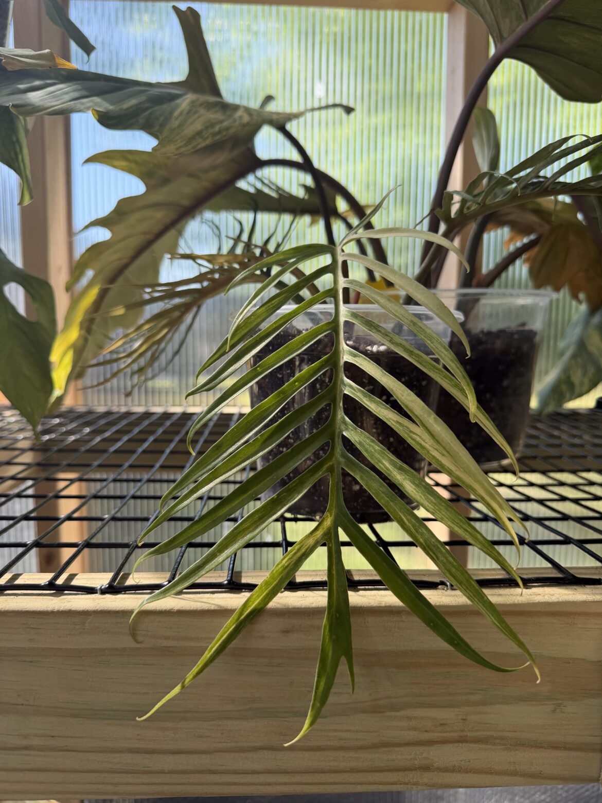 Variegated Tortum