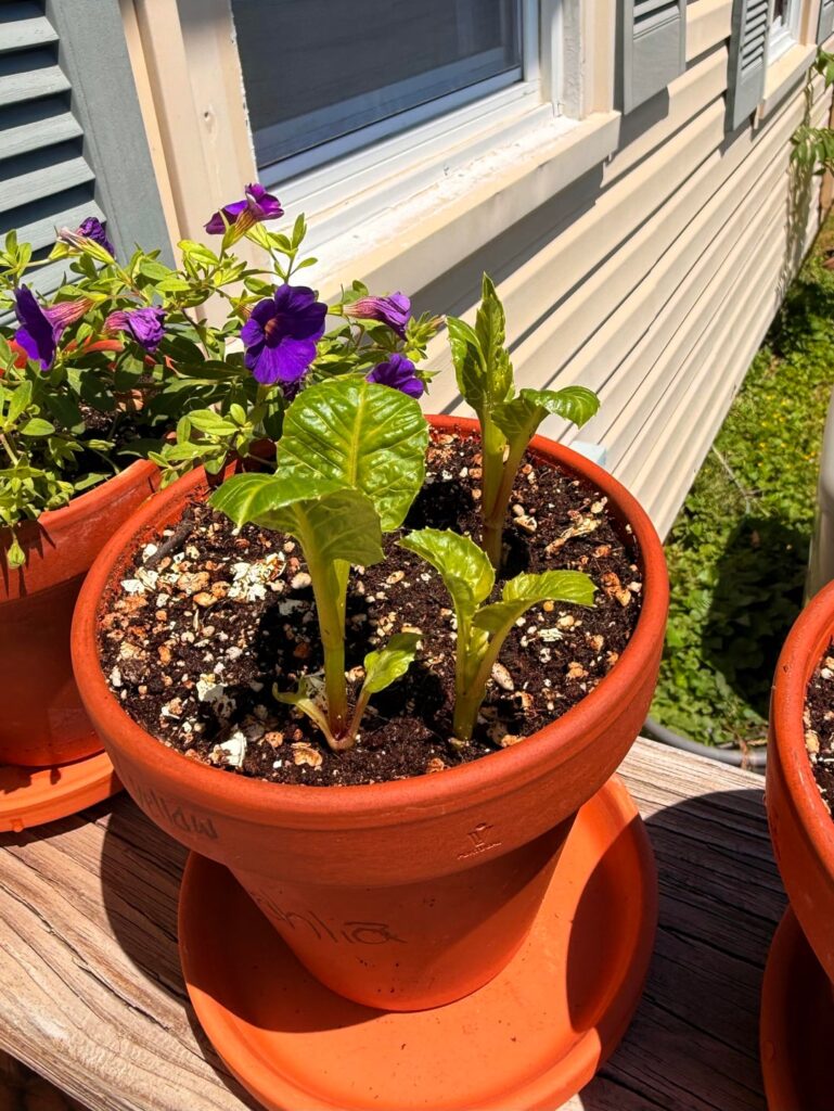 I’m new to dahlia growth from tubers