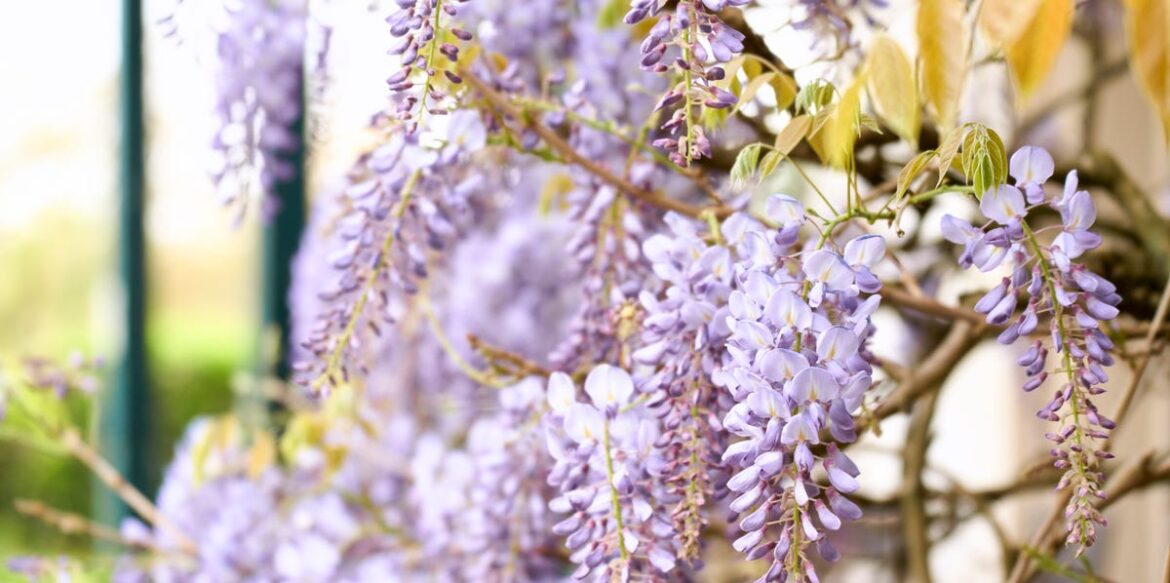 What To Do With Wisteria After Flowering – And The One Thing To Avoid
