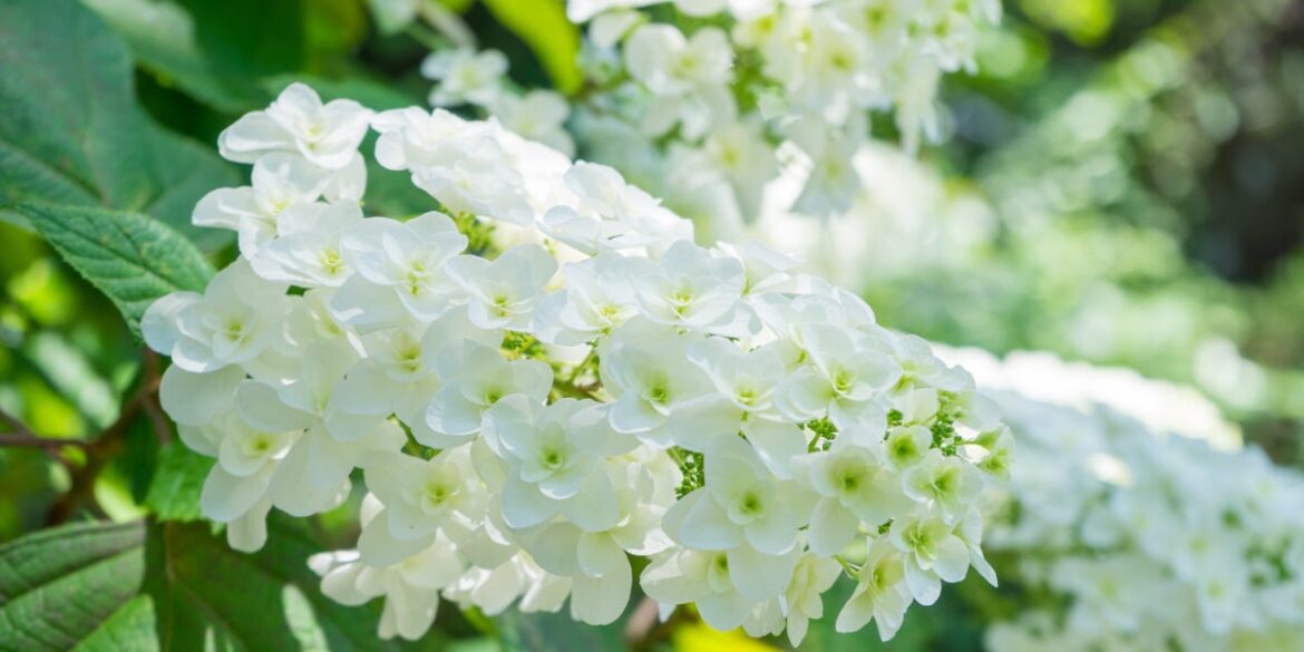 Oakleaf Hydrangea Looks Great Year-Round