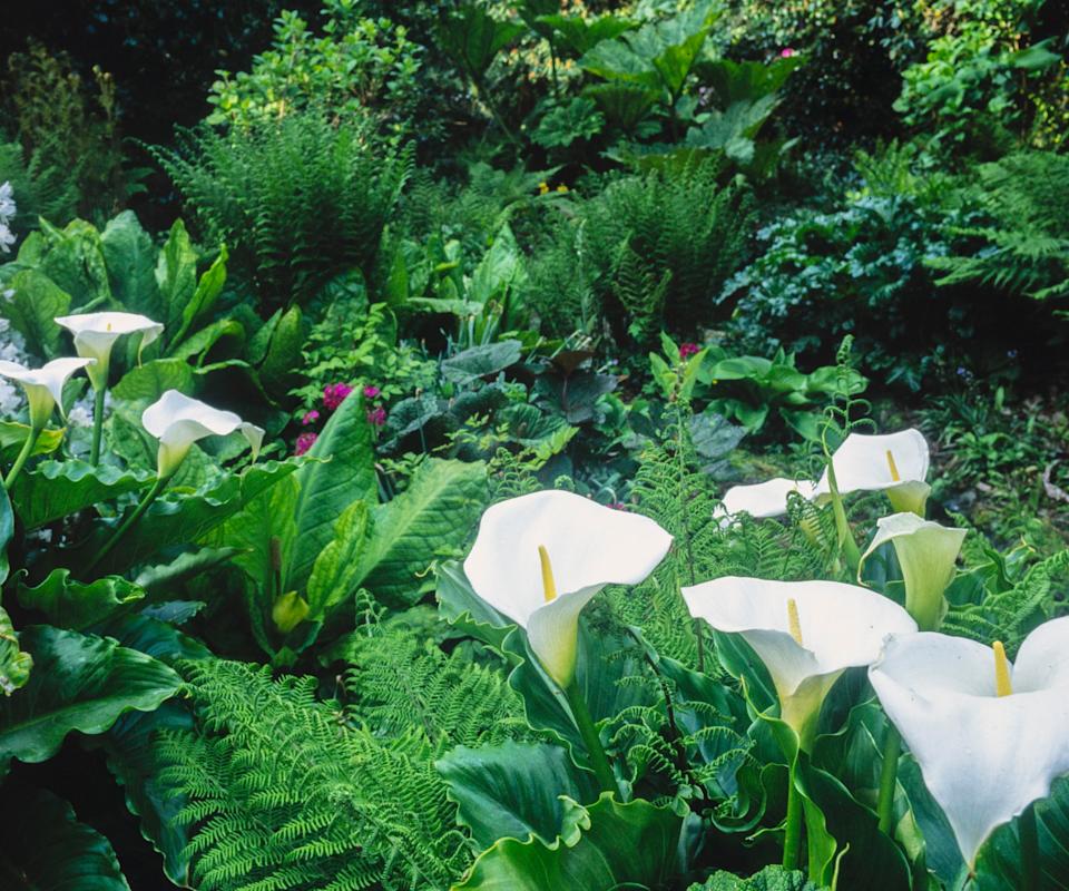 Calla lilies growing outside alongside ferns and other plants in a woodland garden