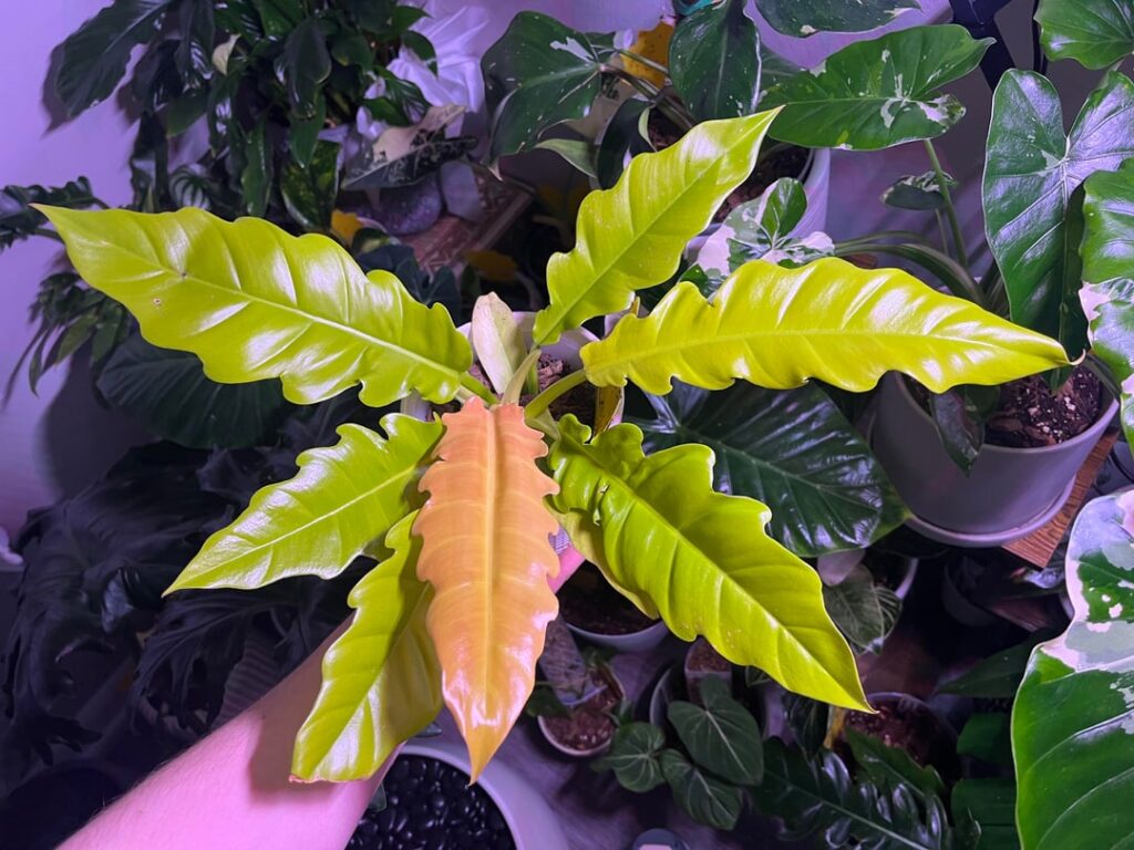 New leaf😍