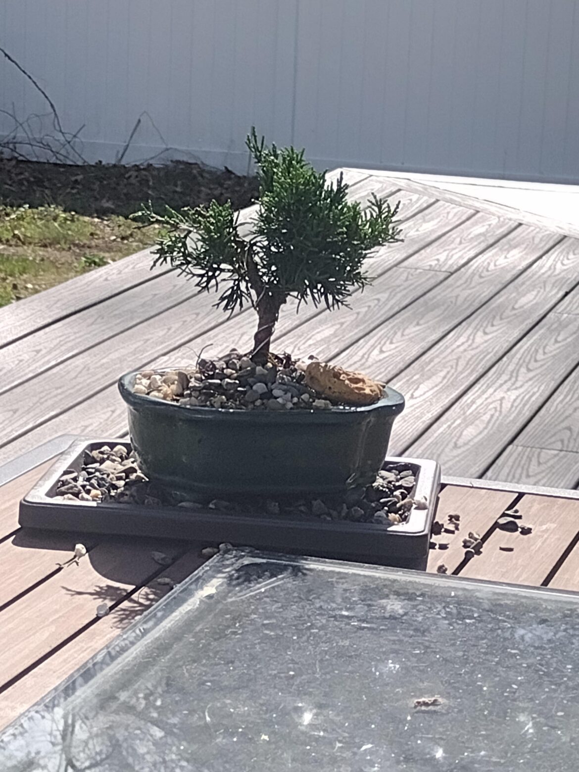My new, first tree