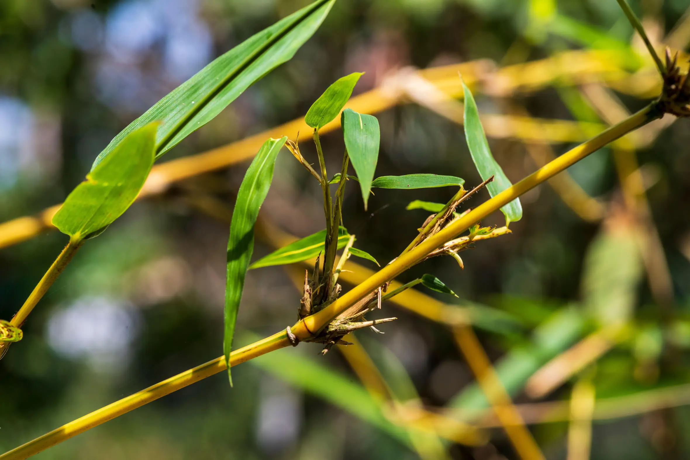 Branches and tender shoots of Bambusa Vulgaris.