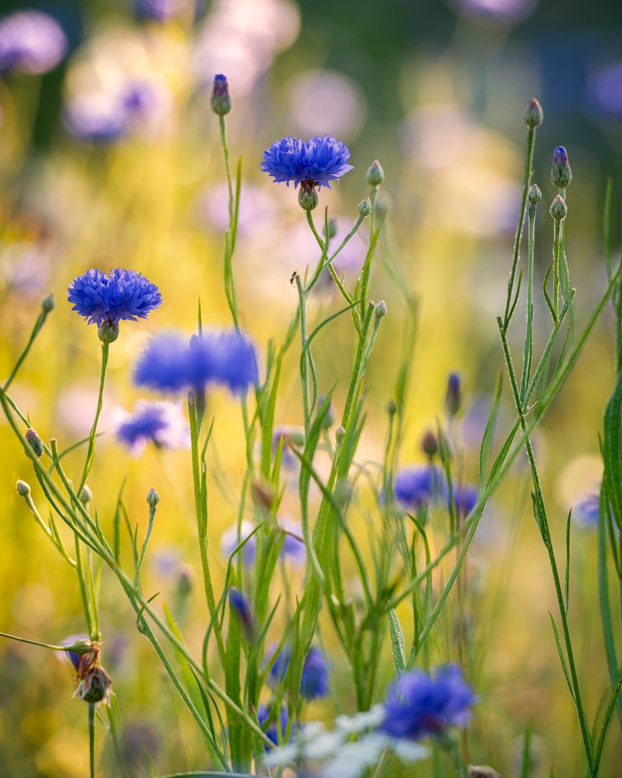 back lit cornflowers with morning dew.