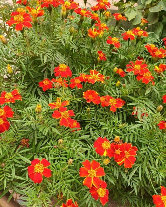 self seeding flowers marigold