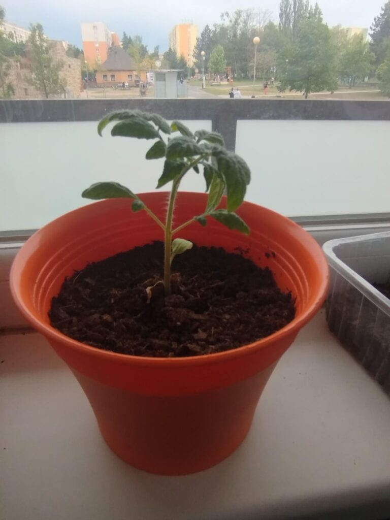 When will my tomato plant start flowering?