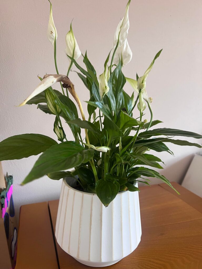Whats wrong with my friends flower?