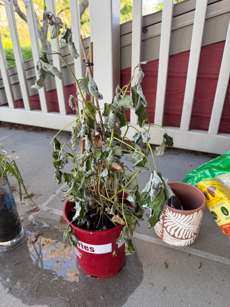 Help! Raspberry plant