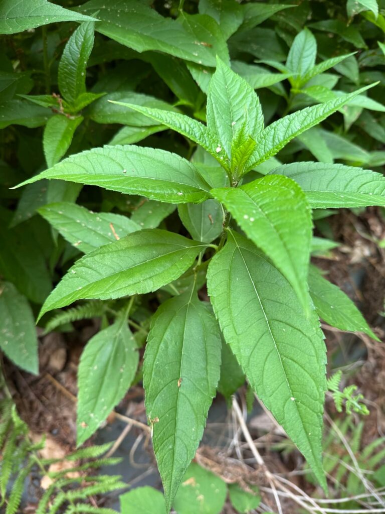 Jerusalem Artichoke?