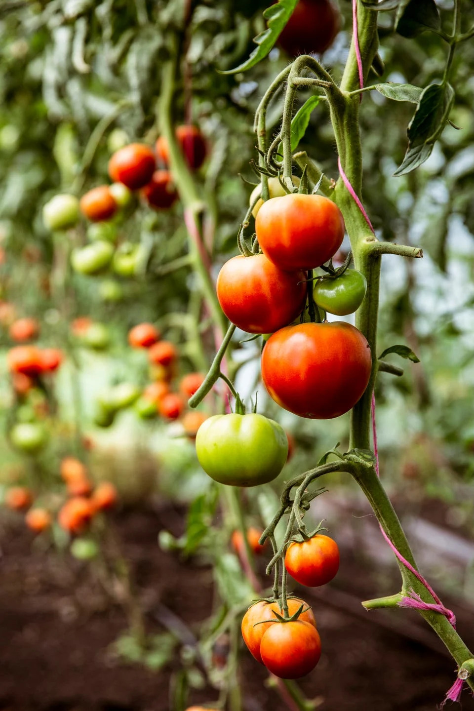close up of green and red tomatoes on a vine