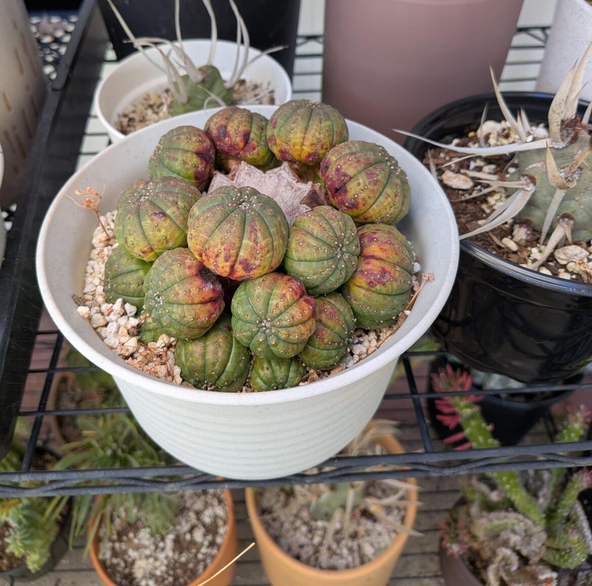 What's wrong with my obesa?