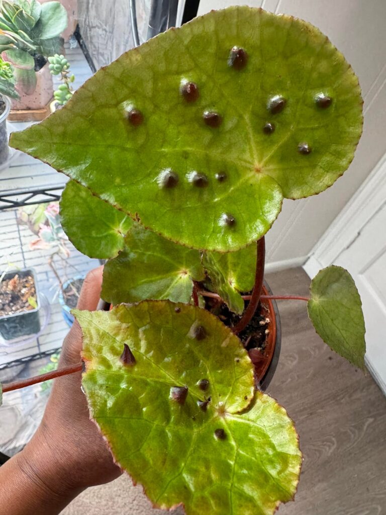 Ferox Begonia 2 month-ish update Ferox Begonia 2 month-ish update